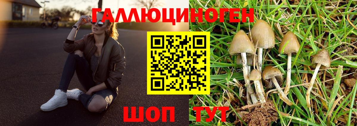 Курган  Псилоцибиновые грибы Cubensis  Вход с VPN 